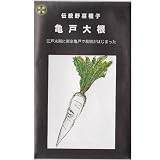 在来固定種　野菜の種「亀戸大根」5ml約280粒　畑懐〔はふう〕