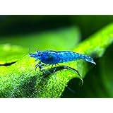 5 Live Freshwater Dream Blue Velvet Shrimp (Neocaridina davidi) - Breeding Age Adults at 1/2 to 1 Inch Long + Java Moss by Aquatic Arts