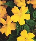 Amazon / Hirts: Perennials; Shade: Honshu Japanese Kerria - Potted - Partial Shade - Shrub
