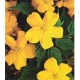 Honshu Japanese Kerria - Potted - Partial Shade - Shrub