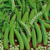 Little Marvel Pea Seeds - 50 grams - Shelling Pea