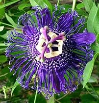 Inspiration Passion Flower - Passiflora - Indoors/Out!