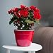 Santino ASTI 7.9 Inch Self Watering Planter RED-Pearl/White for Indoor Plants - Premium Quality Modern Plastic Pot w/Water Level Indicator for All House Herbs, Plants, African Violets and Dahlias