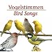 Vogelstimmen