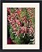 Framed Prints of Erica mammosa from Ros Drinkwater