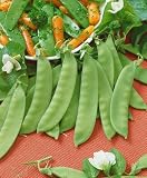 Dwarf Sugar Grey Peas Seeds - Pisum Sativum - 8 Grams - Approx 50 Gardening Seeds - Vegetable Garden Seed