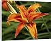 Canvas Prints of Daylily (Hemerocallis) from ClownFish Photo