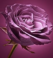 Plum Rose Wall Art