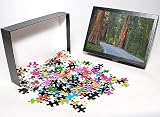 Photo Jigsaw Puzzle of Road through Giant Sequoia / Wellingtonia / Sierra Redwood trees from Ardea Wildlife Pets