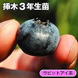 国華園　果樹苗　ラビットアイ系ブルーベリー　T-100　挿木3年生苗　1株