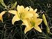 Daylily - Hyperion