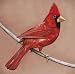 Alexisonfire-Old Crows/Young Cardinals
