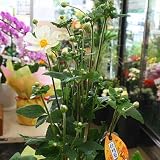 季節の花鉢 秋明菊（シュウメイギク） 白 八重咲き 5号鉢籐かご付き