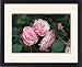 Framed Prints of Rosa Sexy Rexy from Ros Drinkwater