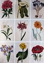 Decorative Paper - Vintage Floral - Cavallini - Gift Wrap: Set of Four (4) Sheets