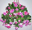 Fuschia Hanging Basket (style#2)