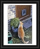 Framed Print of JD-20868 CAT. Cat sitting by a plant pot outside its cat flap from Ardea