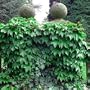 Boston Ivy Plant-Outside Vine or Bonsai-Parthenocissus