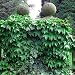 1 Boston Red Sox Ivy Plant -Parthenocissus-Climbs Walls