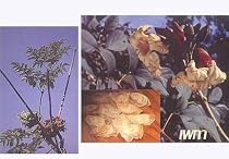 Midnight Horror Tree 5 Seeds