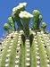 Saguaro Cactus Flower, Sonora Desert Museum, Tucson, Arizona Photographic Poster Print by Rob Tilley, 30x40