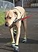 Healers Urban Walkers Dog Boots for Paw Protection, 1-Pair, Large, Paw Width 3-1/8