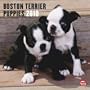 Boston Terrier Puppies 2010 Square Wall (Multilingual Edition)