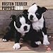 terrier13  - Boston Terrier Puppies 2010 Square Wall Multilingual Edition