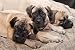 Bullmastiff Puppy 88 - 48