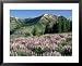 Spur Lupine and Subalpine Firs, Marys River Peak, Humboldt National Forest, Nevada, USA Framed Art Poster Print by Scott T. Smith, 31x25