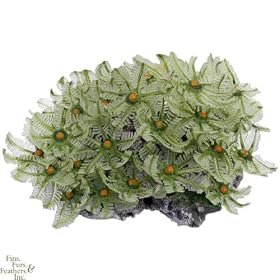 Nature`s Image Clove Polyp - Rock: GREEN: 5.25 inch x 3.75 inch x 2.5 inch (Clavularia) Coral... by Nature`s Image