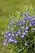 Lobelia - 24