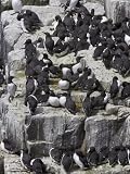 Guillemot Breeding Colony, Uria Aalge, Isle of May, Fife, Scotland, United Kingdom Photographic Poster Print by Steve & Ann Toon, 18x24