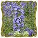 1 Oz Great Blue Lobelia (Lobelia siphilitica) Bulk Wildflower Seeds