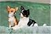   - 300 Piece Chichuahuas Jigsaw Puzzle