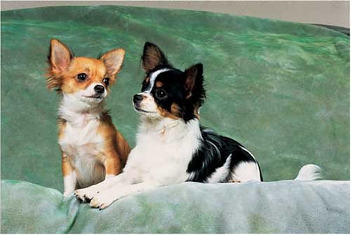 Chihuahuas 300 Piece Jigsaw Puzzle