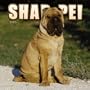 Shar-Pei 2005 Wall Calendar