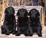 Just Black Labs