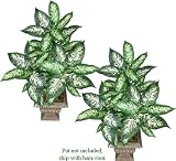 TWO 3' Dieffenbachia Artificial Tropical Silk Plants, with No Pot