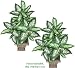 TWO 3' Dieffenbachia Artificial Tropical Silk Plants, with No Pot