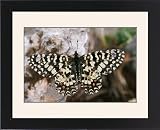 Framed Prints of Spanish Festoon Butterfly from Ardea Wildlife Pets