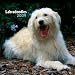 Kitchen & Housewares : Labradoodles 2009 Wall Calendar