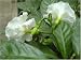 Flower of Love Butterfly Gardenia Plant