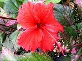 Amazon / Emerald Goddess Gardens: Hibiscus Rose Queen Unique Multi Color Variegated Leaf Plant Red Flowers 4 inch pot