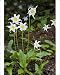 Photographic Prints of White Avalanche Lily from Ardea Wildlife Pets