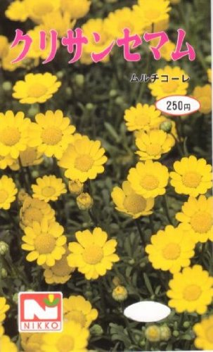 クリサンセマム ムルチコーレ　種子 [日光種苗]