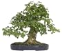 Brussel's Crepe Myrtle Specimen Tree