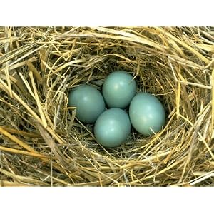 Bluebird Eggs