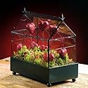Kew Terrarium