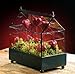 Tabletop Greenhouse Wardian Case Terrarium